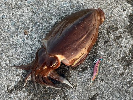 キロアップのデカモンゴウイカ登場！