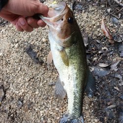 今年初の50ＵＰゲット！