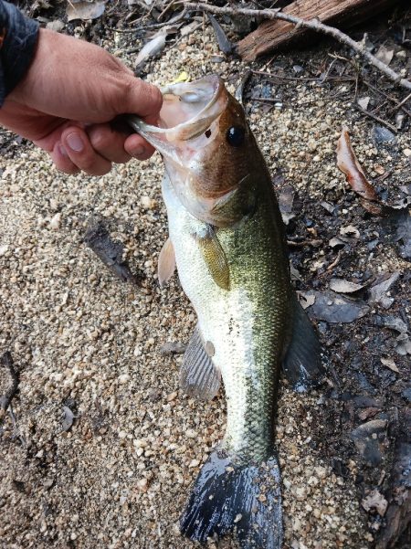 今年初の50ＵＰゲット！