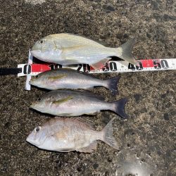 久しぶりに釣れました