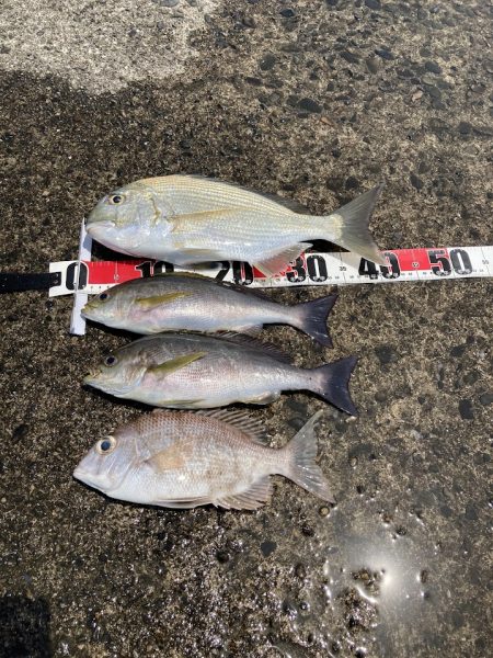 久しぶりに釣れました