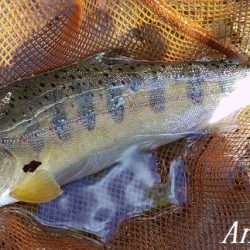 引原川本流、幅広アマゴの季節!