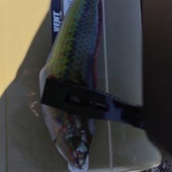 今日もキス釣り