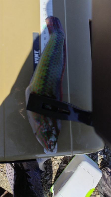 今日もキス釣り