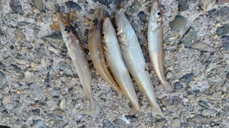 仕事終わりに少しだけ。