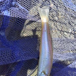 キスの活性があがらない。