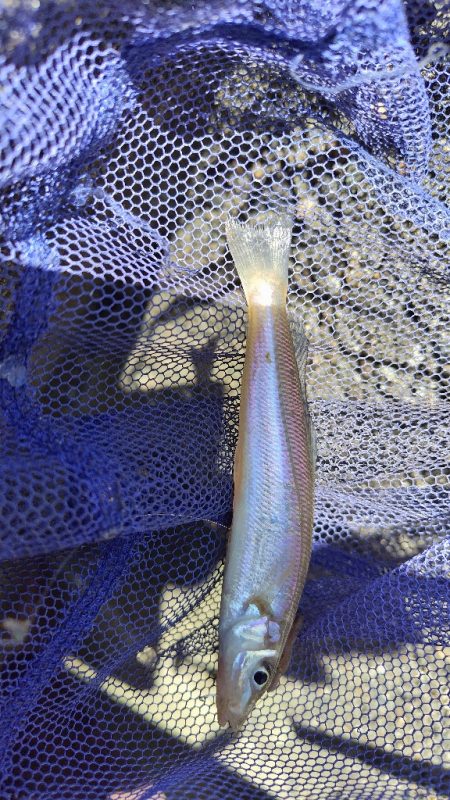 キスの活性があがらない。