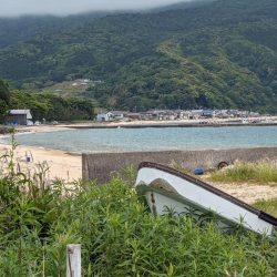 コブダイ・キジハタ