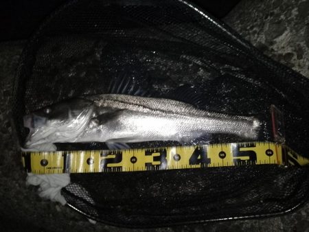 ベイトはイワシ?