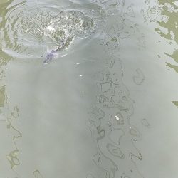 トップチニング