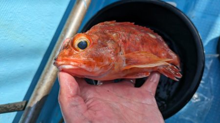 デカすぎクログチ