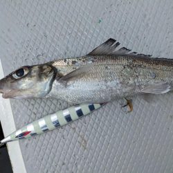 中深海ジギング