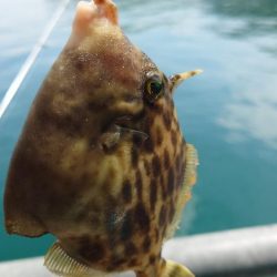 今年初のカワハギ釣り