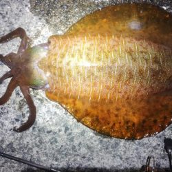 3キロに届かず!