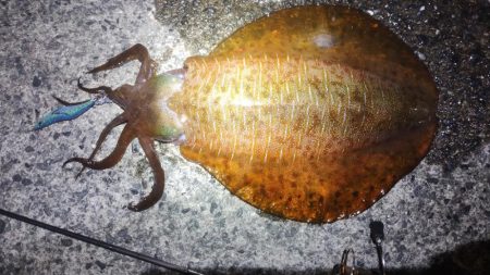 3キロに届かず!