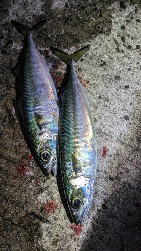 渋滞回避アジング