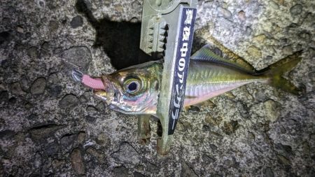 やる事が定まらんアジング