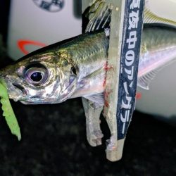 ハンポワ縛りアジング