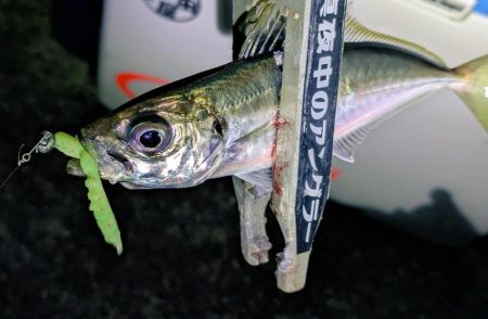 ハンポワ縛りアジング