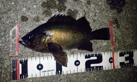 また時合は一瞬