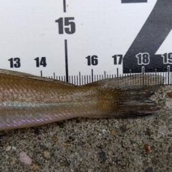 苅屋海岸のキス釣り