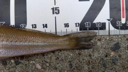 苅屋海岸のキス釣り