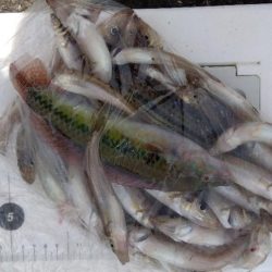 苅屋海岸のキス釣り