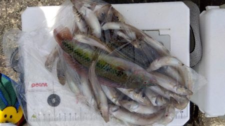 苅屋海岸のキス釣り