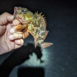 陸っぱり釣行記