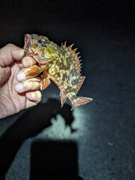陸っぱり釣行記