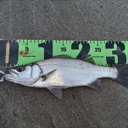 ヒラセイゴ爆釣！