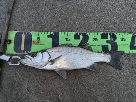 ヒラセイゴ爆釣！