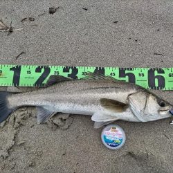 雨後にシーバス60UP！