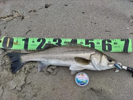 雨後にシーバス60UP！