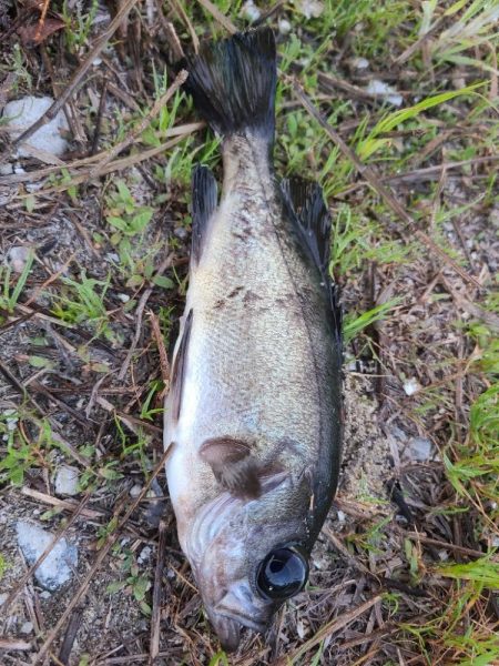 ♂️ウマズラハギはし