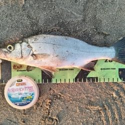 ルアーフィッシング