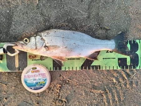 ルアーフィッシング