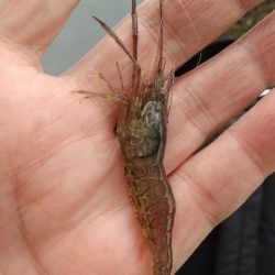 テナガエビ釣り