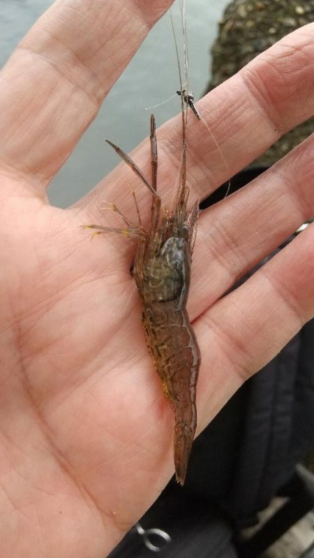 テナガエビ釣り