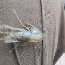 テナガエビ釣り