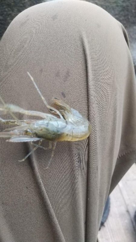 テナガエビ釣り