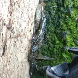 結局…テナガエビ釣りに。