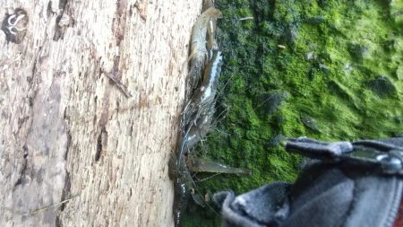 結局…テナガエビ釣りに。