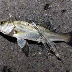 セイゴ4匹(23~28cm)