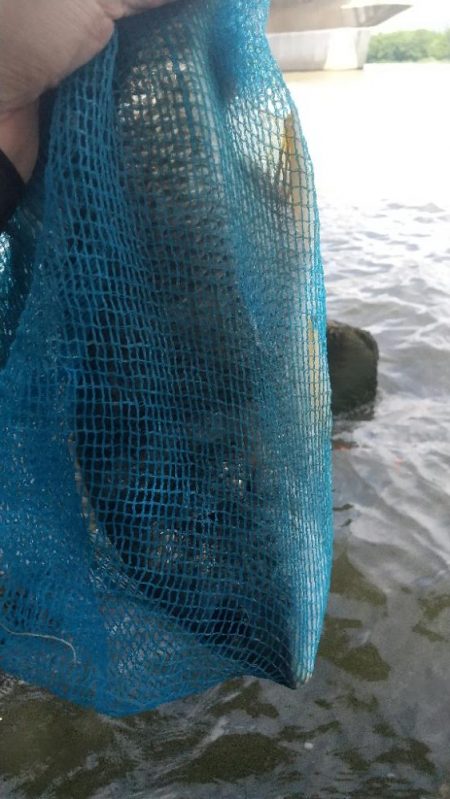 ぶっ込み釣りで…