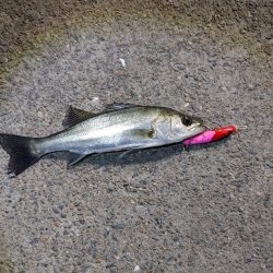 セイゴ30cmを1匹なんとか