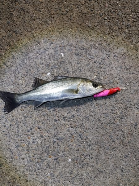 セイゴ30cmを1匹なんとか