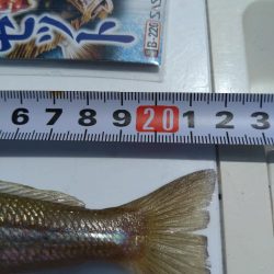 小浜湾でチョイ投げのシロギス