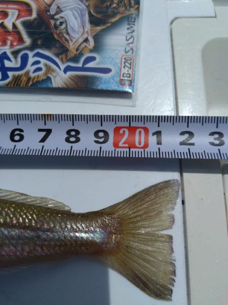 小浜湾でチョイ投げのシロギス