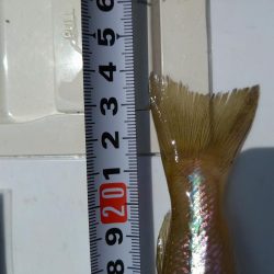 加斗の海岸で良型キス